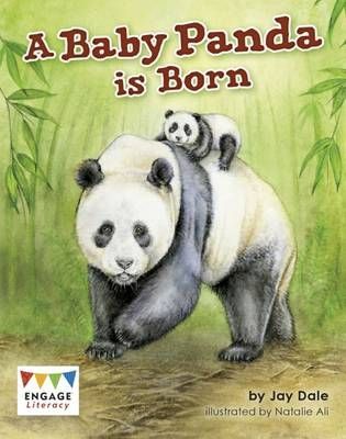 A Baby Panda is Born